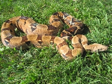2nd Summit Pastel female #2