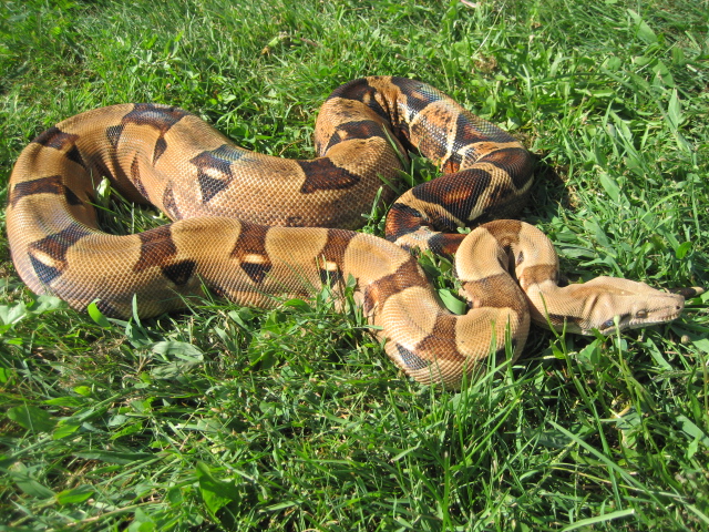 2nd Summit Pastel female #2