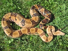 2nd Summit Pastel female #1