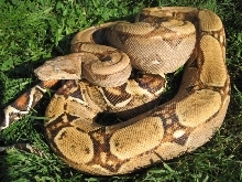 Nice Columbian