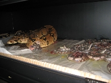 Jungles het sharp albino