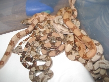 Summit Pastel Salmon litter #1
