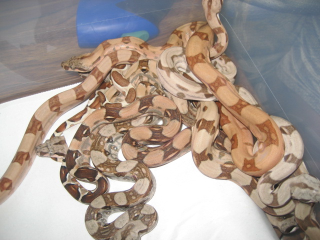 Summit Pastel Salmon litter #1