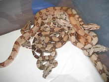 Summit Pastel Salmon litter #1 photo 2