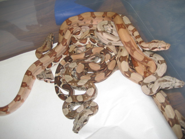 Summit Pastel Salmon litter #1 photo 2