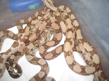 Summit Pastel Salmon litter #1 photo 3