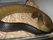 Female Blacktail