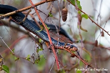 Red Phase Eastern Indigo