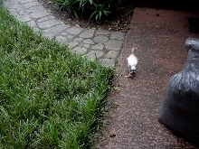 Turkey is looking for his friends