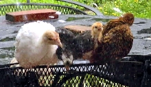 Chickens and Turkey