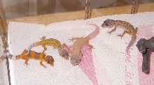 All Four Leopard Gecko Babies