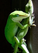 Breeding