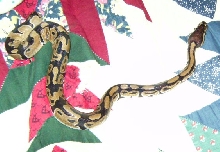 Young Ball Python