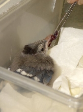 Baby Blue Jay