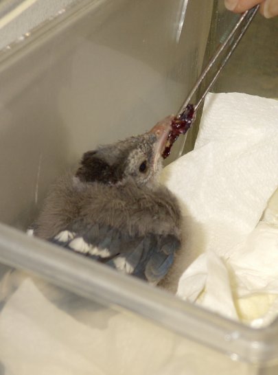 Baby Blue Jay