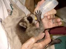 Baby Raccoon
