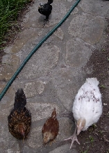 I'm being followed!