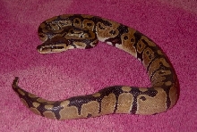 Baby Ball Python