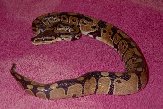 Baby Ball Python