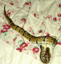 Young Ball Python Eating Mouse
