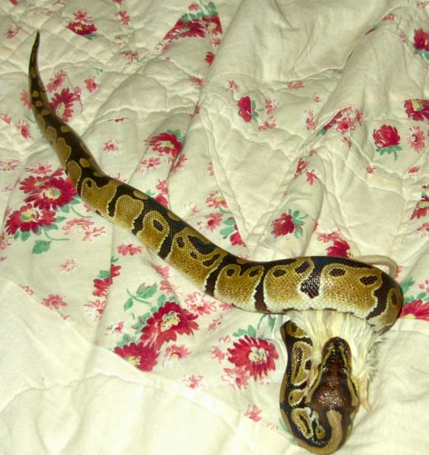 Young Ball Python Eating Mouse