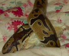 Young Ball Python Eating