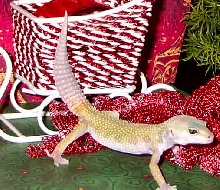 Christmas gecko.