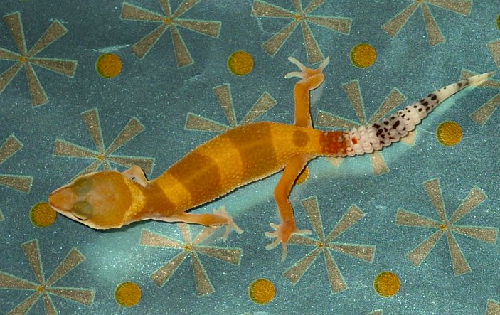 Christmas Gecko #4