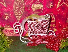 Christmas Gecko #2