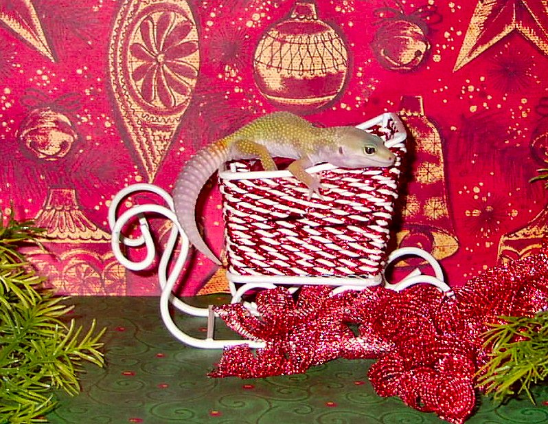 Christmas Gecko #2