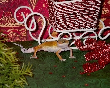 Christmas Gecko #3