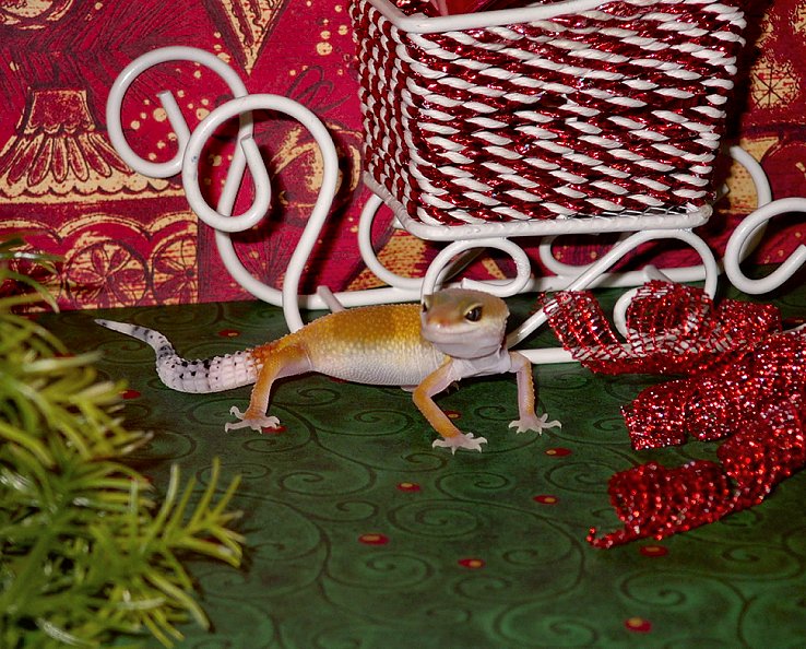 Christmas Gecko #3