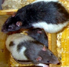 Big Boys