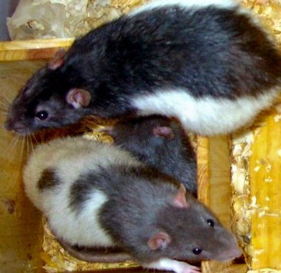 Big Boys