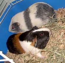 Guinea Pigs