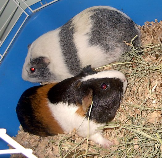 Guinea Pigs