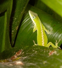 Green Girl