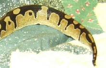 Tail End