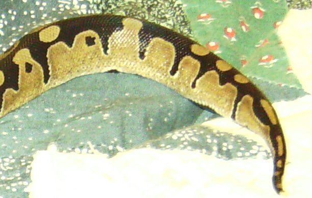 Tail End