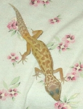 Leopard Gecko1