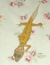 Leopard Gecko2