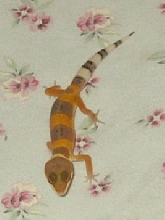 Leopard Gecko4
