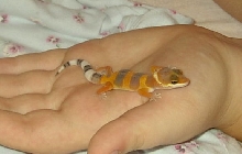 Leopard Gecko3