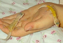 Leopard Gecko5