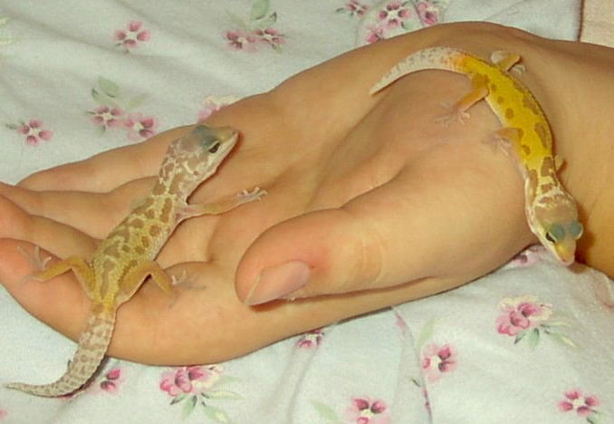 Leopard Gecko5