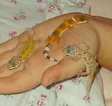 Leopard Geckos6