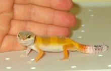 Leopard Gecko #1 NEEDS a name!