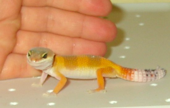 Leopard Gecko #1 NEEDS a name!