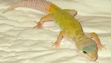 Leopard Gecko #2 NEEDS a name!