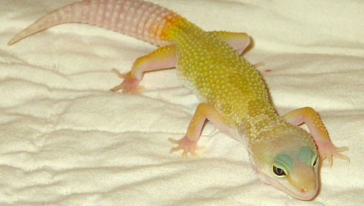 Leopard Gecko #2 NEEDS a name!